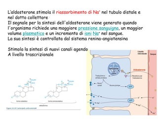 L’aldosterone stimola il riassorbimento di Na+
nel tubulo distale e
nel dotto collettore .
Il segnale per la sintesi dell'aldosterone viene generato quando
l'organismo richiede una maggiore pressione sanguigna, un maggior
volume plasmatico e un incremento di ioni Na+ nel sangue.
La sua sintesi è controllata dal sistema renina-angiotensina
Stimola la sintesi di nuovi canali agendo
A livello trascrizionale
 