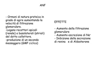 - Ormoni di natura proteica in
grado di agire aumentando la
velocità di filtrazione
glomerulare.
-Legano recettori apicali
(renale) e basolaterali (atriali)
del dotto collettore.
-produzione di un secondo
messaggero (GMP ciclico)
ANF
EFFETTI
- Aumento della filtrazione
glomerulare
- Aumento escrezione di Na+
- Inibizione della secrezione
di renina e di Aldosterone
 