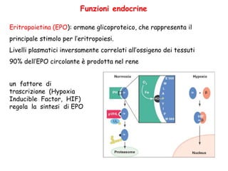 Eritropoietina (EPO): ormone glicoproteico, che rappresenta il
principale stimolo per l’eritropoiesi.
Livelli plasmatici inversamente correlati all’ossigeno dei tessuti
90% dell’EPO circolante è prodotta nel rene
Funzioni endocrine
un fattore di
trascrizione (Hypoxia
Inducible Factor, HIF)
regola la sintesi di EPO
 