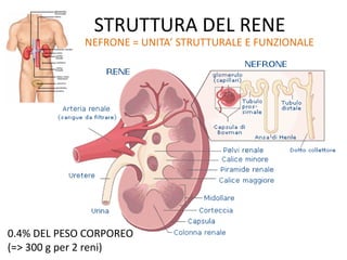 STRUTTURA DEL RENE
NEFRONE = UNITA’ STRUTTURALE E FUNZIONALE
0.4% DEL PESO CORPOREO
(=> 300 g per 2 reni)
 
