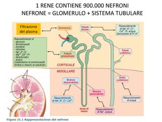 1 RENE CONTIENE 900.000 NEFRONI
NEFRONE = GLOMERULO + SISTEMA TUBULARE
Filtrazione
del plasma
 
