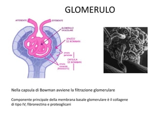 GLOMERULO
Nella capsula di Bowman avviene la filtrazione glomerulare
Componente principale della membrana basale glomerulare è il collagene
di tipo IV; fibronectina e proteoglicani
 