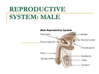 REPRODUCTIVE SYSTEM: MALE   