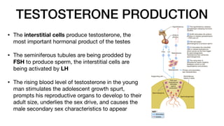 Testosterone Reproductive System 10 - Reproductive System, Male and Female Reproductive Tract.pdf