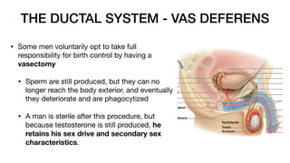 10 - Reproductive System, Male and Female Reproductive Tract.pdf