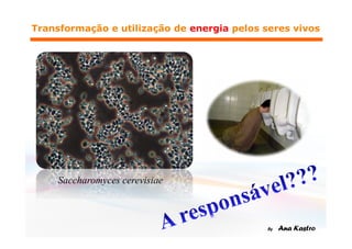 Saccharomyces cerevisiae
 