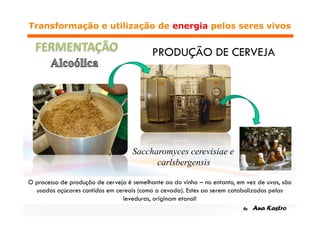 Saccharomyces cerevisiae e
      carlsbergensis
 