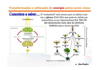 Obtêm glucose por heterotrofismo
                                   Obtêm glucose por autotrofismo
 