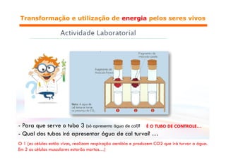 Respiração e Fermentação