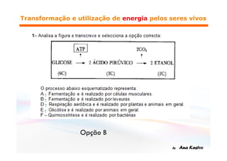 Respiração e Fermentação