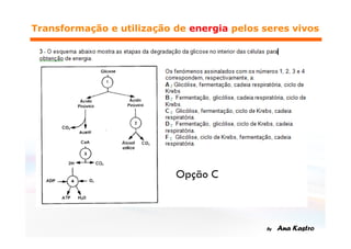 Respiração e Fermentação