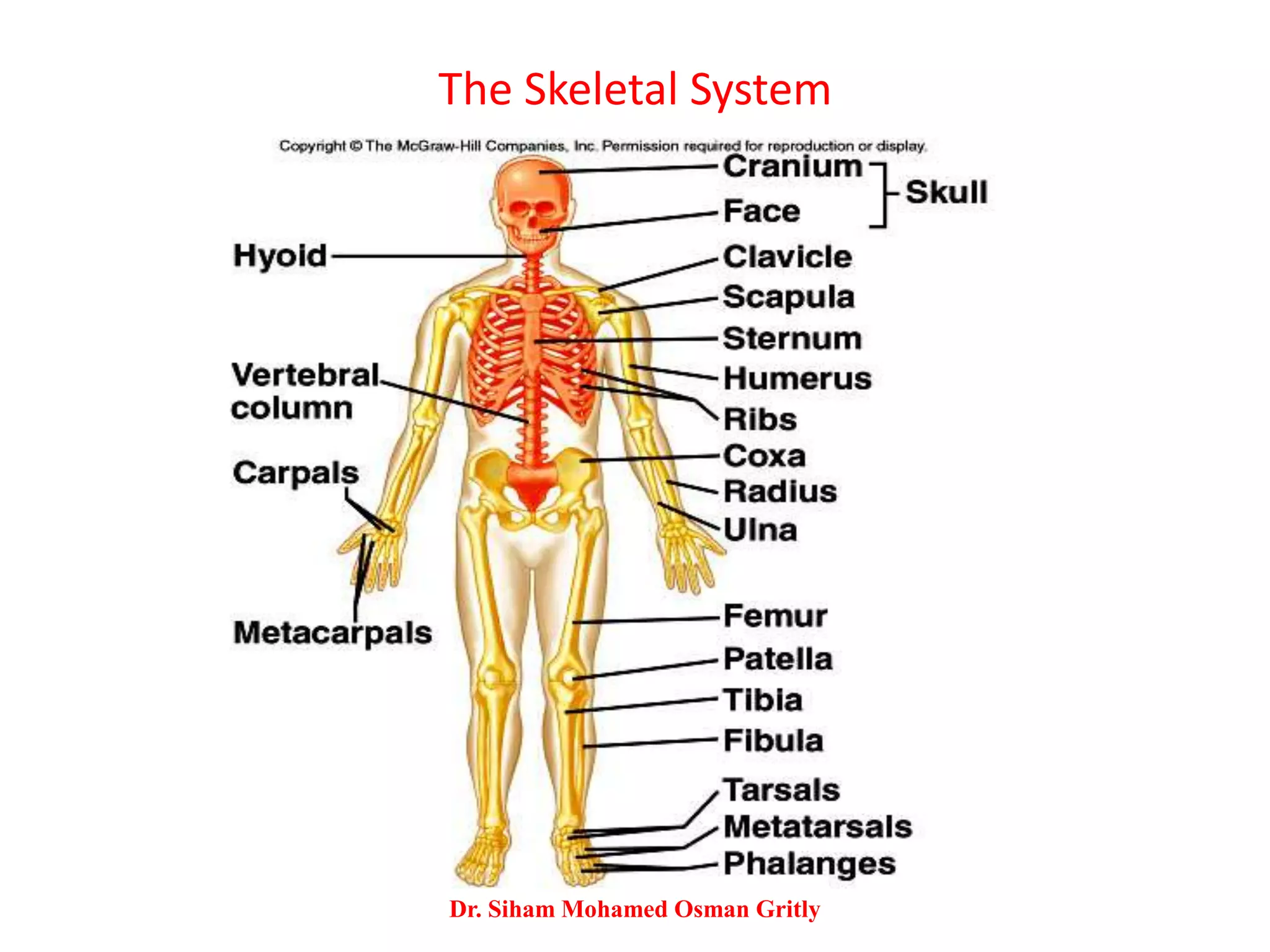 The Skeletal System 2000x2737