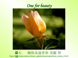 One for beauty 第七朵  願你永遠青春 美麗 智慧 Figure: http://www.nareva.info/ssn_galerie/roses/original/rose_nareva_4.html 