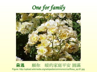 One for family 第八朵  願你溫暖的家庭平安 圓滿 Figure: http://upload.wikimedia.org/wikipedia/commons/c/ce/Rosa_sp.61.jpg 