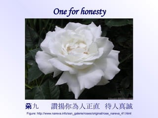 One for honesty 第九朵  讚揚你為人正直  待人真誠 Figure: http://www.nareva.info/ssn_galerie/roses/original/rose_nareva_41.html 