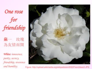 One rose  for  friendship 第一朵玫瑰 為友情而開 Figure: http://upload.wikimedia.org/wikipedia/en/6/62/Frenchlace3.JPG White:  innocence, purity, secrecy, friendship, reverence and humility.  