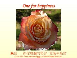 One for happiness 第四朵  如你燦爛的笑容  充滿幸福快樂 Figure: http://www.lewissommer.com/Flowers/pages/Rose.html 