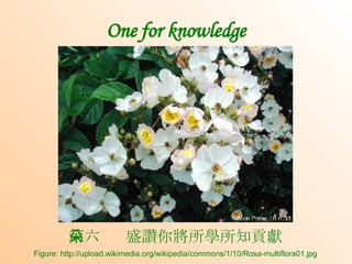 One for knowledge 第六朵  盛讚你將所學所知貢獻 Figure: http://upload.wikimedia.org/wikipedia/commons/1/10/Rosa-multiflora01.jpg 
