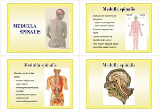 MEDULLAMEDULLA
SPINALISSPINALIS
Medulla spinalisMedulla spinalis
 Merkezi sinir sisteminin bir Merkezi sinir sisteminin bir
parçasıdır
 Beynin vücuda bağlanması
 Spinal reflexlerin oluşması
 Foramen magnum’dan
başlar
 Canalis vertebralis’de
kaudale doğru uzanırkaudale doğru uzanır
 Fötal hayatın üçüncü ayına
k d tü k l d ldkadar tüm kanalı doldurur.
Medulla spinalisMedulla spinalis
 Medulla spinalis’in üst
sınırı;
 foramen magnum’dan
geçen düzlemgeçen düzlem
 birinci spinal sinirin çıkış
seviyesi
 piramidal yolların çapraz
yaptığı yer olan
deccussatio pyramidum
Medulla spinalisMedulla spinalis
 