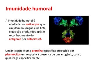 Imunidade humoral
A imunidade humoral é
mediada por anticorpos que
circulam no sangue e na linfa
e que são produzidos após o
reconhecimento do
antigénio por linfócitos B.
Um anticorpo é uma proteína específica produzida por
plasmócitos em resposta à presença de um antigénio, com o
qual reage especificamente.
 