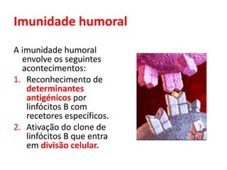 Imunidade humoral
A imunidade humoral
envolve os seguintes
acontecimentos:
1. Reconhecimento de
determinantes
antigénicos por
linfócitos B com
recetores específicos.
2. Ativação do clone de
linfócitos B que entra
em divisão celular.
 