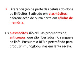 3. Diferenciação de parte das células do clone
de linfócitos B ativado em plasmócitos;
diferenciação de outra parte em células de
memória.
Os plasmócitos são células produtoras de
anticorpos, que são libertados no sangue e
na linfa. Possuem o RER hipertrofiado para
produzir imunoglobulinas em larga escala.
 