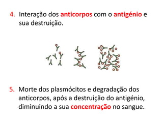 4. Interação dos anticorpos com o antigénio e
sua destruição.
5. Morte dos plasmócitos e degradação dos
anticorpos, após a destruição do antigénio,
diminuindo a sua concentração no sangue.
 
