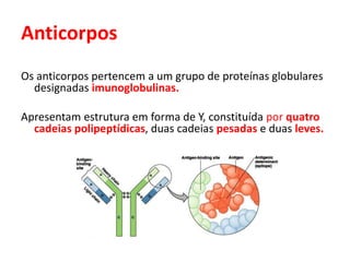 Anticorpos
Os anticorpos pertencem a um grupo de proteínas globulares
designadas imunoglobulinas.
Apresentam estrutura em forma de Y, constituída por quatro
cadeias polipeptídicas, duas cadeias pesadas e duas leves.
 
