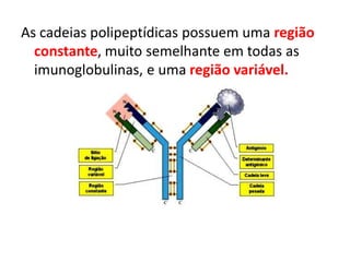 As cadeias polipeptídicas possuem uma região
constante, muito semelhante em todas as
imunoglobulinas, e uma região variável.
 