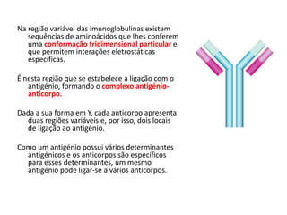 Na região variável das imunoglobulinas existem
sequências de aminoácidos que lhes conferem
uma conformação tridimensional particular e
que permitem interações eletrostáticas
específicas.
É nesta região que se estabelece a ligação com o
antigénio, formando o complexo antigénio-
anticorpo.
Dada a sua forma em Y, cada anticorpo apresenta
duas regiões variáveis e, por isso, dois locais
de ligação ao antigénio.
Como um antigénio possui vários determinantes
antigénicos e os anticorpos são específicos
para esses determinantes, um mesmo
antigénio pode ligar-se a vários anticorpos.
 