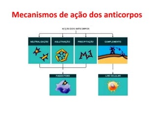 Mecanismos de ação dos anticorpos
 