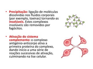• Precipitação: ligação de moléculas
dissolvidas nos fluidos corporais
(por exemplo, toxinas) tornando-as
insolúveis. Estes complexos
insolúveis são removidos por
fagócitos.
• Ativação do sistema
complemento: o complexo
antigénio-anticorpo ativa a
primeira proteína do complexo,
dando início a uma série de
reações sucessivas de ativação,
culminando na lise celular.
 