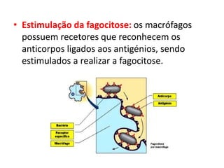 • Estimulação da fagocitose: os macrófagos
possuem recetores que reconhecem os
anticorpos ligados aos antigénios, sendo
estimulados a realizar a fagocitose.
 