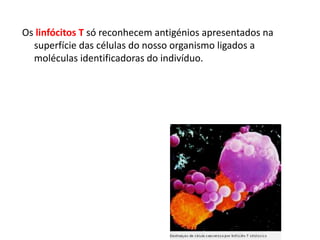 Os linfócitos T só reconhecem antigénios apresentados na
superfície das células do nosso organismo ligados a
moléculas identificadoras do indivíduo.
 