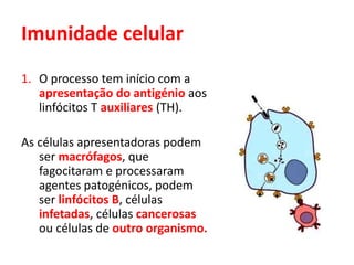 Imunidade celular
1. O processo tem início com a
apresentação do antigénio aos
linfócitos T auxiliares (TH).
As células apresentadoras podem
ser macrófagos, que
fagocitaram e processaram
agentes patogénicos, podem
ser linfócitos B, células
infetadas, células cancerosas
ou células de outro organismo.
 