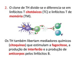 2. O clone de TH divide-se e diferencia-se em
linfócitos T citotóxicos (TC) e linfócitos T de
memória (TM).
Os TH também libertam mediadores químicos
(citoquinas) que estimulam a fagocitose, a
produção de interferão e a produção de
anticorpos pelos linfócitos B.
 