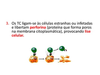 3. Os TC ligam-se às células estranhas ou infetadas
e libertam perforina (proteína que forma poros
na membrana citoplasmática), provocando lise
celular.
 