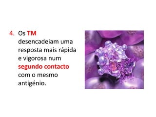 4. Os TM
desencadeiam uma
resposta mais rápida
e vigorosa num
segundo contacto
com o mesmo
antigénio.
 