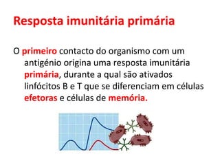 Resposta imunitária primária
O primeiro contacto do organismo com um
antigénio origina uma resposta imunitária
primária, durante a qual são ativados
linfócitos B e T que se diferenciam em células
efetoras e células de memória.
 