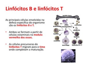 Linfócitos B e linfócitos T
As principais células envolvidas na
defesa específica do organismo
são os linfócitos B e T.
• Ambos se formam a partir de
células estaminais na medula
vermelha dos ossos.
• As células precursoras do
linfócitos T migram para o timo
onde completam a maturação.
 