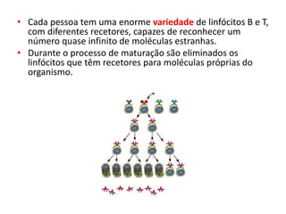 • Cada pessoa tem uma enorme variedade de linfócitos B e T,
com diferentes recetores, capazes de reconhecer um
número quase infinito de moléculas estranhas.
• Durante o processo de maturação são eliminados os
linfócitos que têm recetores para moléculas próprias do
organismo.
 