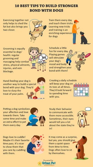  10 tips-to-bond-with-dogs | Pet Hospital in Urbandale | Urbandale Pet Hospital and Resort 