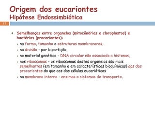 Origem dos eucariontes
     Hipótese Endossimbiótica
12


       Semelhanças entre organelos (mitocôndrias e cloroplastos) e
       bactérias (procariontes):
        na forma, tamanho e estruturas membranares,
        na divisão - por bipartição,
        no material genético - DNA circular não associado a histonas,
        nos ribossomas - os ribossomas destes organelos são mais
        semelhantes (em tamanho e em características bioquímicas) aos dos
        procariontes do que aos das células eucarióticas
        na membrana interna - enzimas e sistemas de transporte.
 