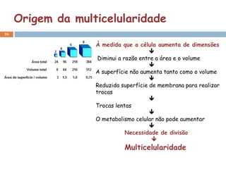 Origem da multicelularidade
16


                   À medida que a célula aumenta de dimensões
                                        
                    Diminui a razão entre a área e o volume
                                        
                   A superfície não aumenta tanto como o volume
                                        
                   Reduzida superfície de membrana para realizar
                   trocas
                                        
                   Trocas lentas
                                        
                   O metabolismo celular não pode aumentar
                                        
                               Necessidade de divisão
                                        
                             Multicelularidade
 
