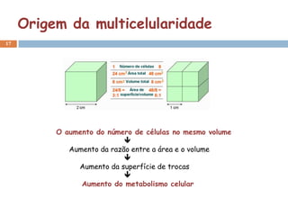 Origem da multicelularidade
17




          O aumento do número de células no mesmo volume
                            
             Aumento da razão entre a área e o volume
                            
               Aumento da superfície de trocas
                            
                Aumento do metabolismo celular
 