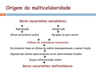 Origem da multicelularidade
18



              Seres eucariontes unicelulares
                                            
           Reprodução                    Competição
                                            
      Vários unicelulares unidos         Agrupam-se para vencer

                                        
                     Colónias de unicelulares eucariontes
                                    
      Inicialmente todas as células da colónia desempenhavam a mesma função
                                     
      Algumas das células especializaram-se em determinadas funções
                                     
                      Surge a diferenciação celular
                                    
                 Seres eucariontes multicelulares
 