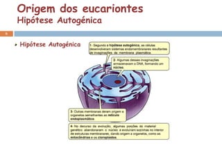 Origem dos eucariontes
    Hipótese Autogénica
6


    Hipótese Autogénica
 
