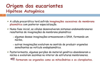 Origem dos eucariontes
    Hipótese Autogénica
7


     A célula procariótica terá sofrido invaginações sucessivas da membrana
     plasmática com posterior especialização.
     Numa fase inicial, as células desenvolveram sistemas endomembranares
     resultantes de invaginações da membrana plasmática:
         algumas dessas invaginações armazenavam o DNA, formando um
         núcleo,
         outras invaginações evoluíram no sentido de produzir organelos
         semelhantes ao retículo endoplasmático.
     Posteriormente, algumas porções do material genético abandonaram o
     núcleo e evoluíram sozinhas no interior de estruturas membranares.
         formaram-se organelos como as mitocôndrias e os cloroplastos.
 