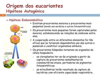 Origem dos eucariontes
    Hipótese Autogénica
9


     Hipótese Endossimbiótica
                     Existiam procariontes maiores e procariontes mais
                     pequenos (sendo uns aeróbios e outros fotossintéticos).
                     Os procariontes mais pequenos foram capturados pelos
                     maiores, estabelecendo-se relações de simbiose entre
                     eles.
                     A cooperação entre os diferentes elementos foi tão
                     eficaz que se tornaram dependentes uns dos outros e
                     passaram a constituir organismos estáveis.
                     Os procariontes hóspedes tornaram-se organelos da
                     célula hospedeira:
                        os cloroplastos ter-se-ão originado a partir da
                        captura de procariontes semelhantes às
                        cianobactérias atuais, portadoras de pigmentos
                        fotossintéticos;
                        as mitocôndrias terão resultado da captura de
                        bactérias com eficiente capacidade respiratória.
 