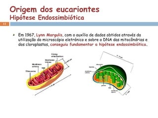 Origem dos eucariontes
     Hipótese Endossimbiótica
11



       Em 1967, Lynn Margulis, com o auxílio de dados obtidos através da
       utilização do microscópio eletrónico e sobre o DNA das mitocôndrias e
       dos cloroplastos, conseguiu fundamentar a hipótese endossimbiótica.
 